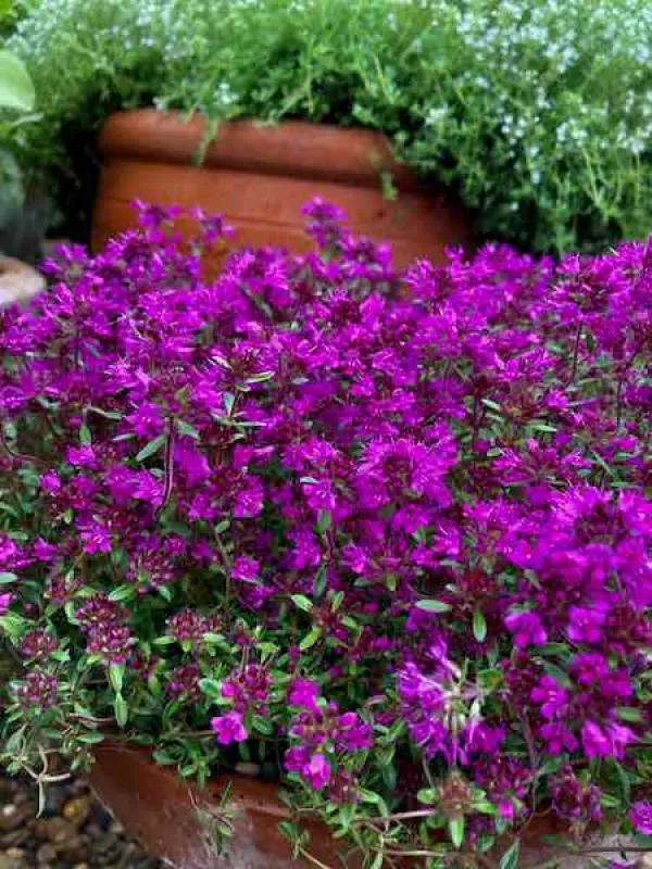 Creeping Red Thyme